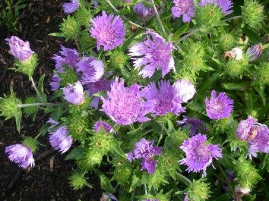 Stoke's Aster